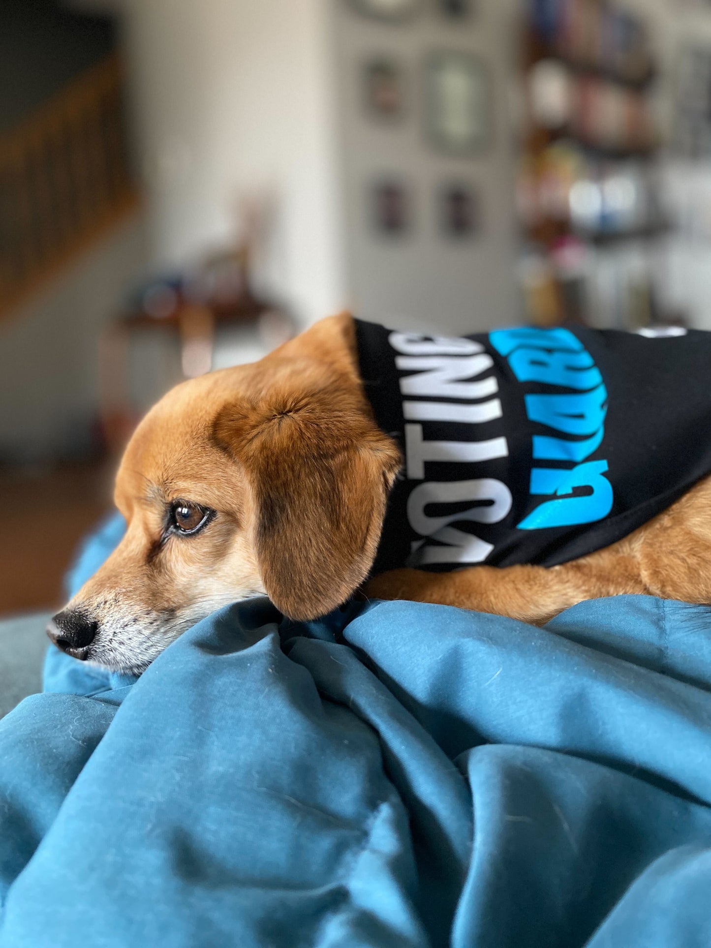 Pet Bandana: Voting Rights Guard Dog